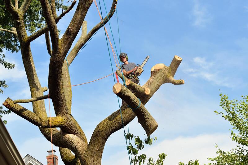 An image of Tree Removal Services in Monterey Park CA
