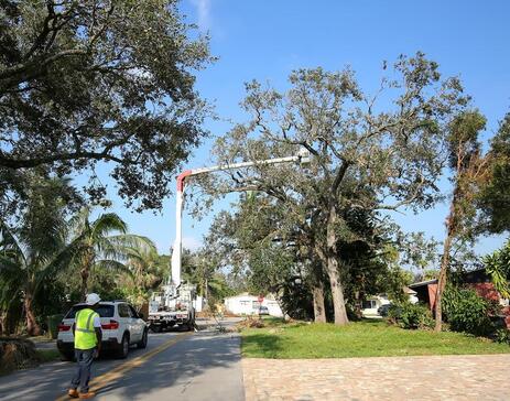 An image of Tree Removal in Monterey Park CA