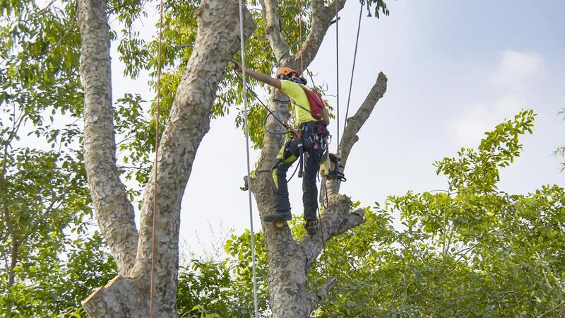 An image of Tree Services in Monterey Park CA