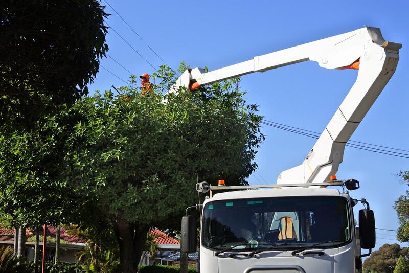 An image of Tree Cutting in Monterey Park CA
