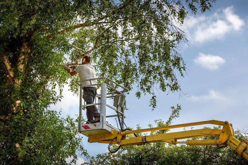 An image of Tree Trimming in Monterey Park CA
