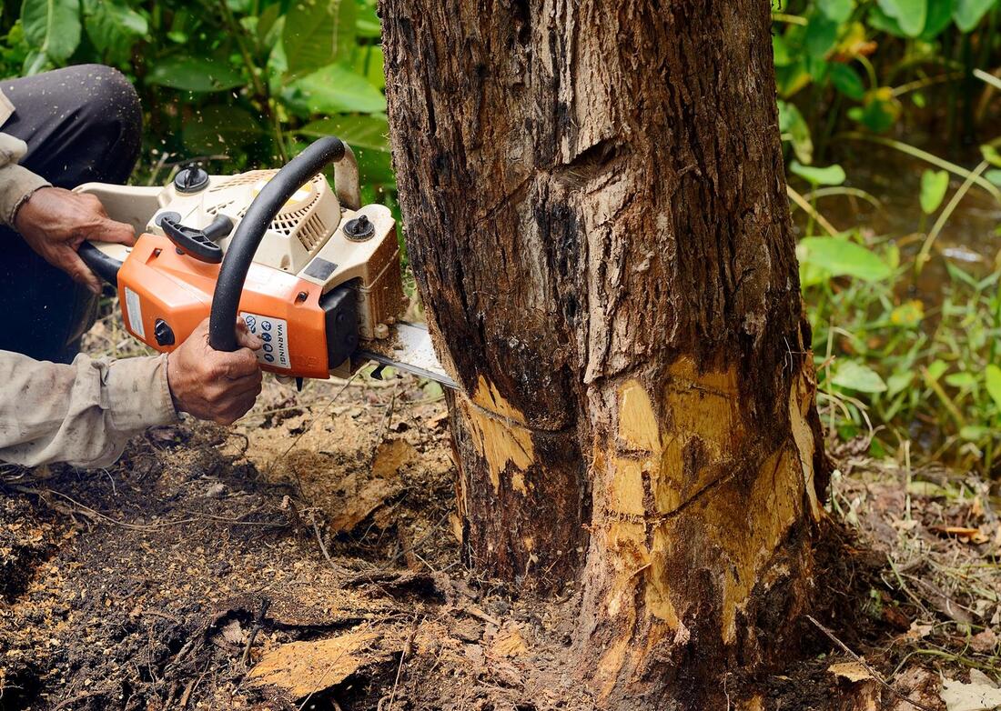 An image of Tree Removal Services in Monterey Park CA