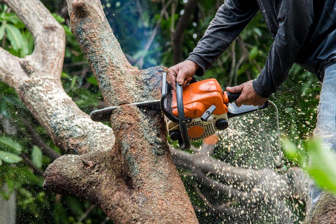 An image of Tree Trimming/Pruning in Monterey Park CA
